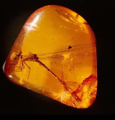 Insect trapped inside a piece of amber