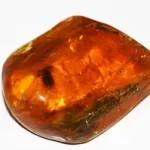 Baltic Amber with an inclusion