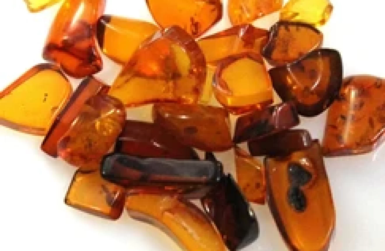 Polished Amber Pieces